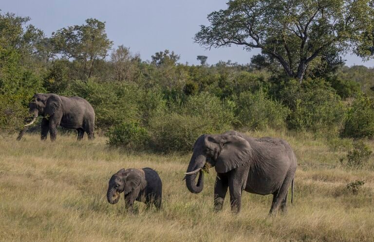Un éléphant adulte et un éléphanteau dans la végétation du parc Kruger, avec un autre adulte à l’arrière-plan.