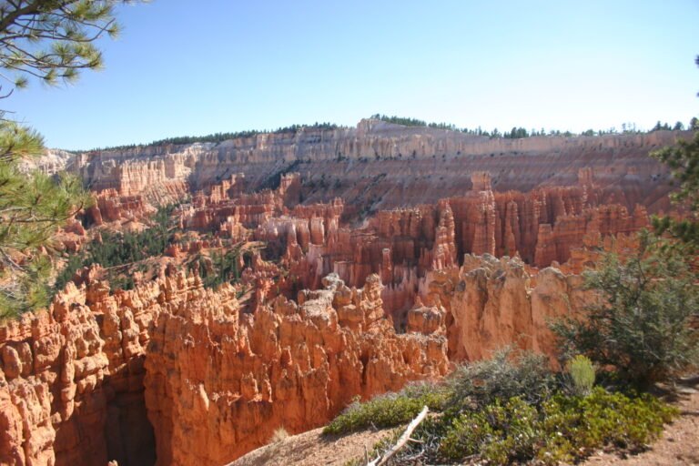 Cheminées de roche orangées et pins dans l’amphithéâtre de Bryce Canyon.