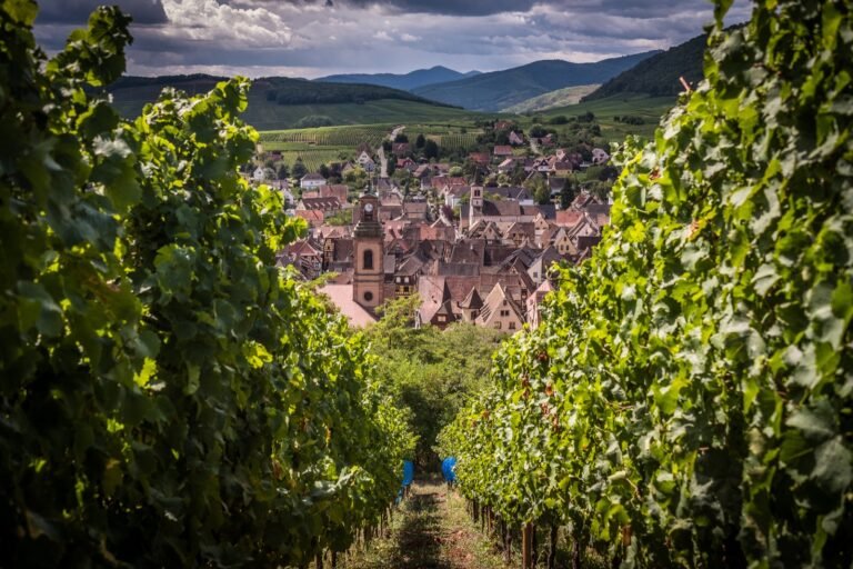 Toits de Riquewihr vus entre les rangs de vigne du Schœnenbourg