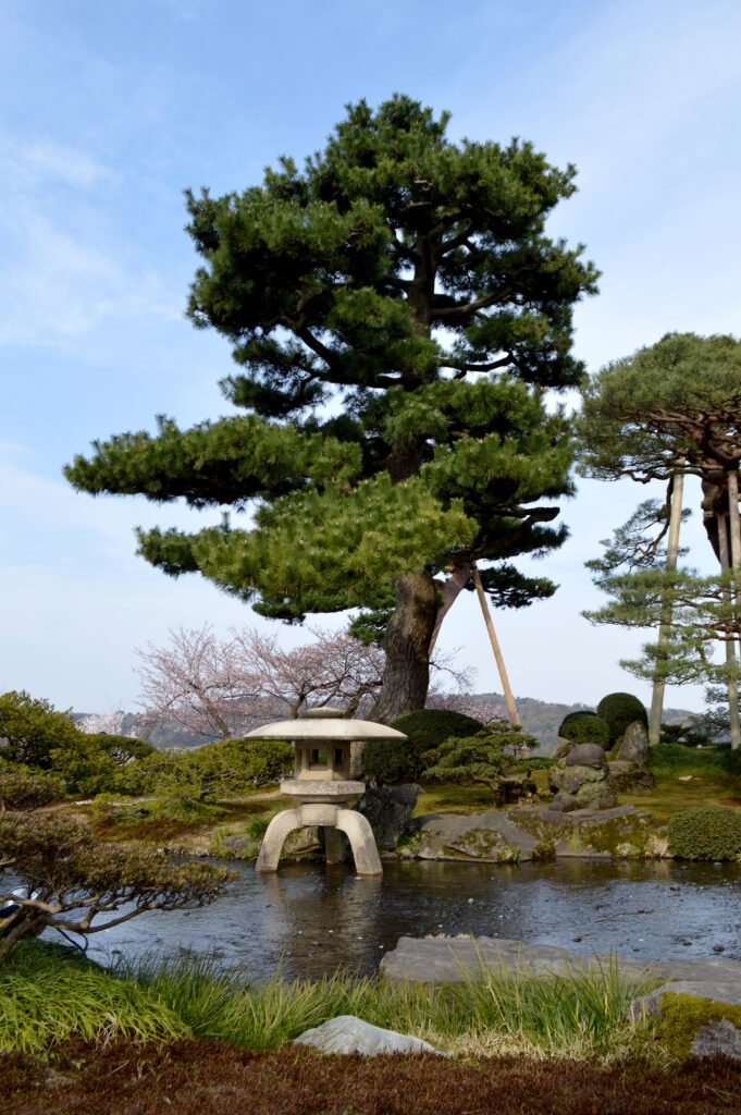 Une lanterne de pierre et un pin au bord de l’eau dans le jardin Kenrokuen à Kanazawa