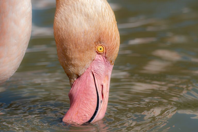 Gros plan d’un flamant, le bec au contact de l’eau, à Pont de Gau