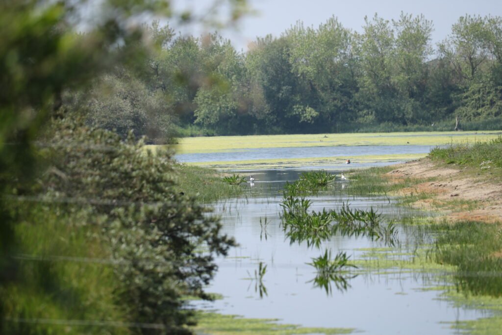 Zone humide et oiseaux au parc du Marquenterre, photographiés en mai 2019